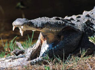 Croc with mouth open