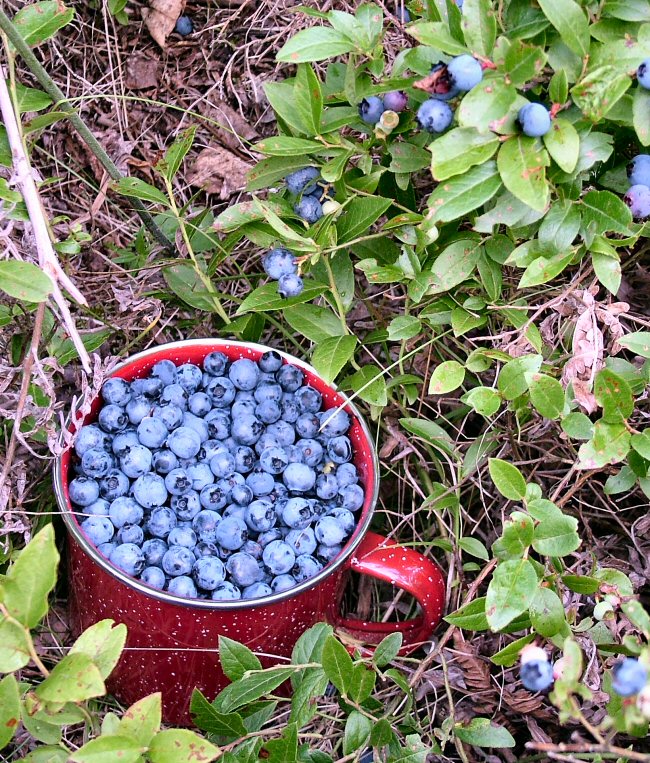 blueberries1b.jpg