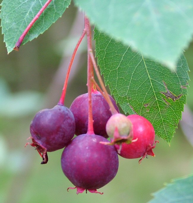 saskatoons1b.jpg